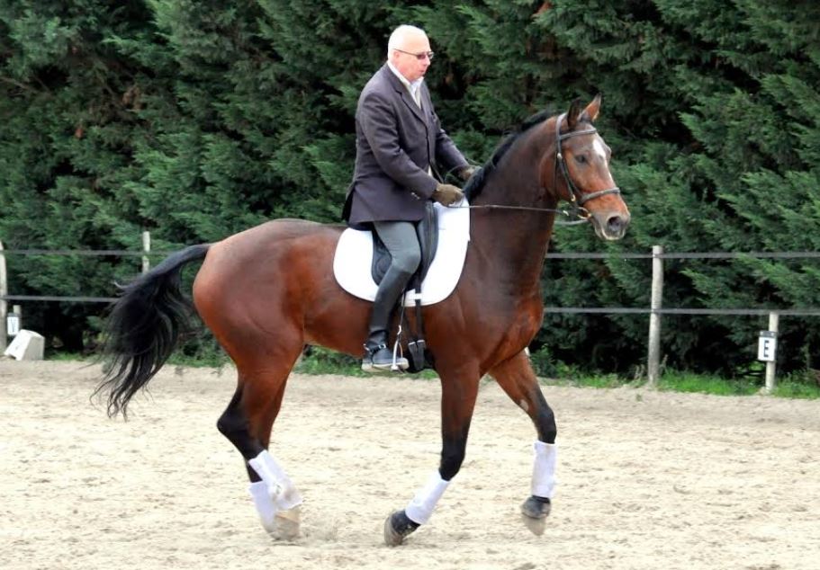 Bernard à cheval